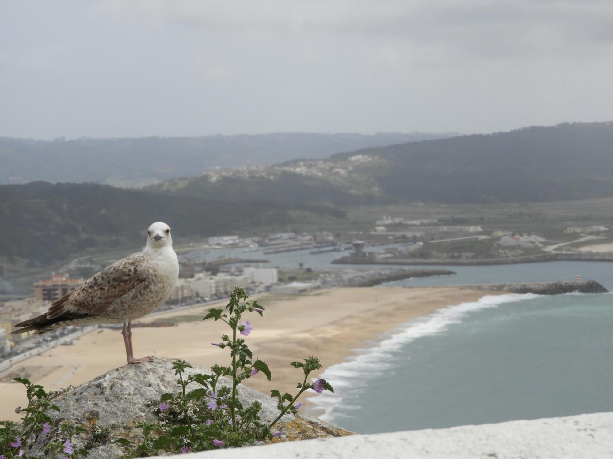 Girasol A * Nazare